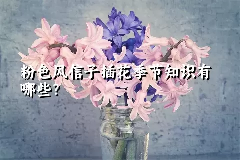 粉色风信子插花季节知识有哪些？