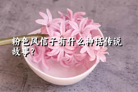 粉色风信子有什么神话传说故事？