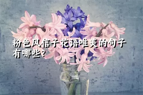 粉色风信子花语唯美的句子有哪些？