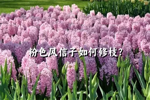 粉色风信子如何修枝？