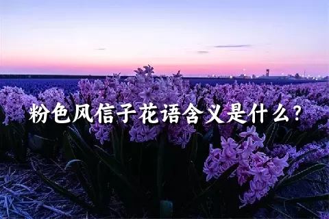 粉色风信子花语含义是什么？