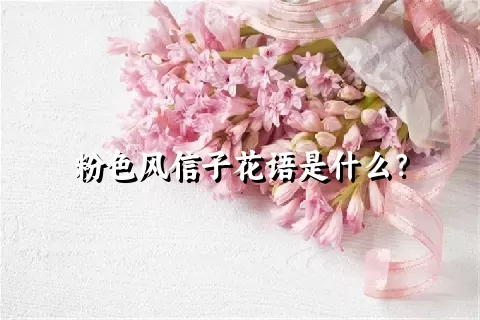 粉色风信子花语是什么？