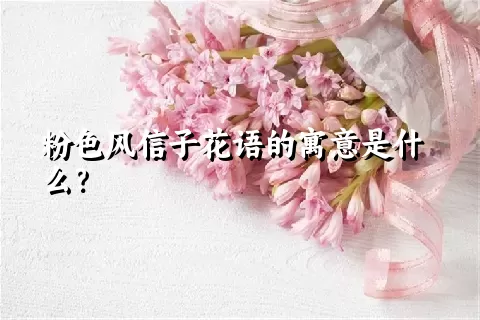 粉色风信子花语的寓意是什么？