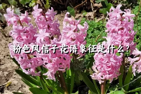 粉色风信子花语象征是什么？