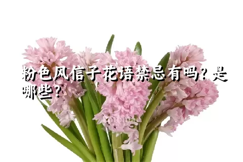 粉色风信子花语禁忌有吗？是哪些？