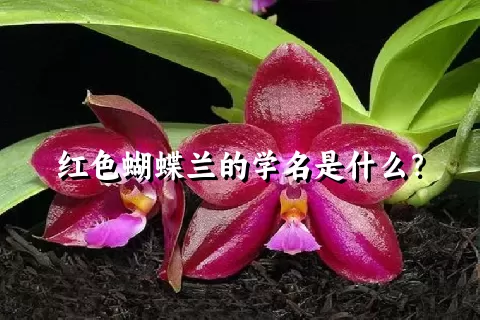 红色蝴蝶兰的学名是什么？