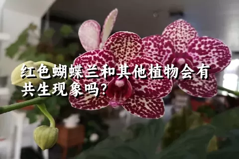 红色蝴蝶兰和其他植物会有共生现象吗？