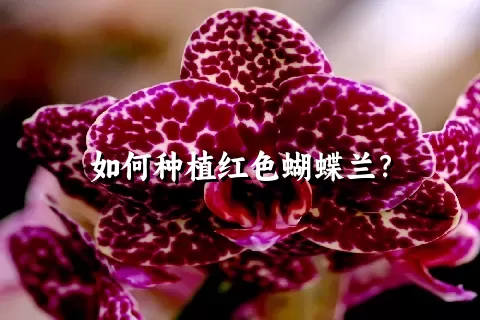 如何种植红色蝴蝶兰？