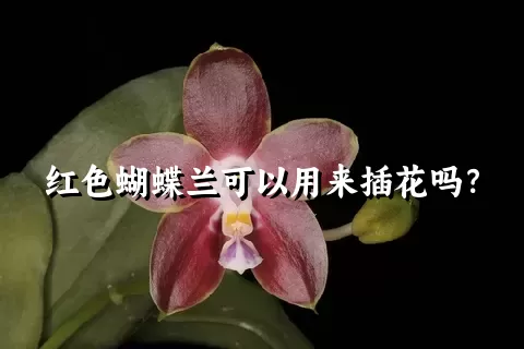 红色蝴蝶兰可以用来插花吗？