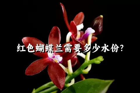 红色蝴蝶兰需要多少水份？