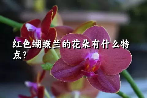 红色蝴蝶兰的花朵有什么特点？