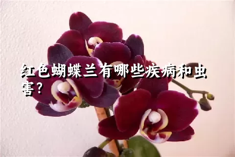 红色蝴蝶兰有哪些疾病和虫害？