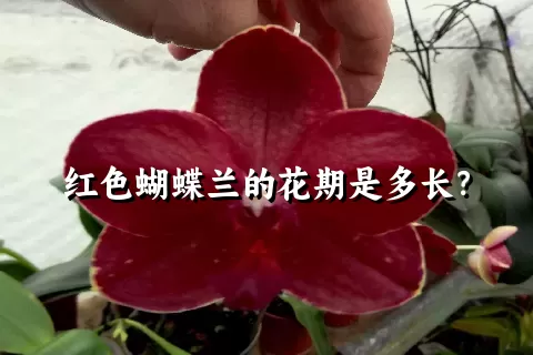 红色蝴蝶兰的花期是多长？