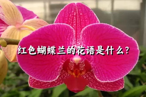 红色蝴蝶兰的花语是什么？