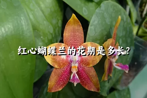 红心蝴蝶兰的花期是多长？