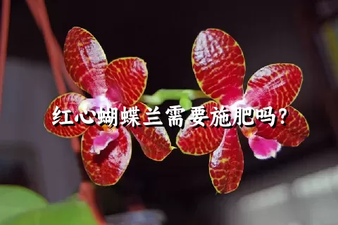 红心蝴蝶兰需要施肥吗？