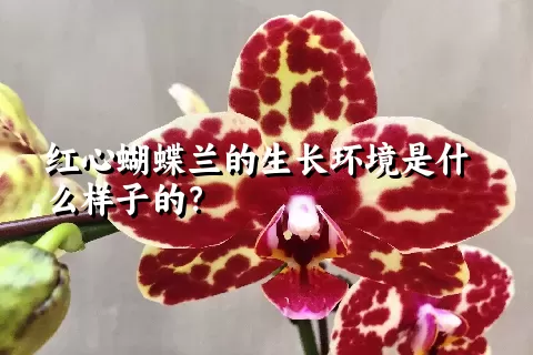 红心蝴蝶兰的生长环境是什么样子的？