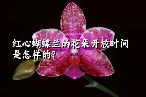 红心蝴蝶兰的花朵开放时间是怎样的？