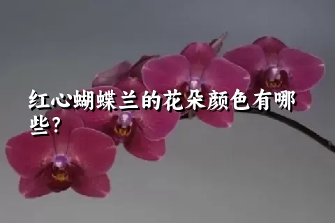 红心蝴蝶兰的花朵颜色有哪些？