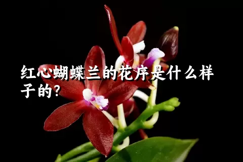 红心蝴蝶兰的花序是什么样子的？