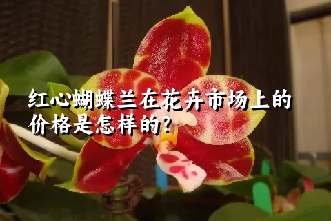 红心蝴蝶兰在花卉市场上的价格是怎样的？