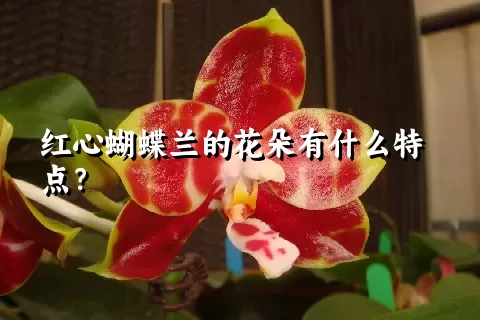 红心蝴蝶兰的花朵有什么特点？