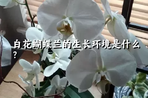 白花蝴蝶兰的生长环境是什么？