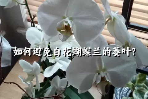 如何避免白花蝴蝶兰的萎叶？