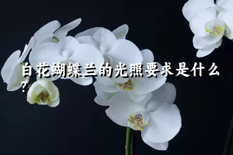 白花蝴蝶兰的光照要求是什么？