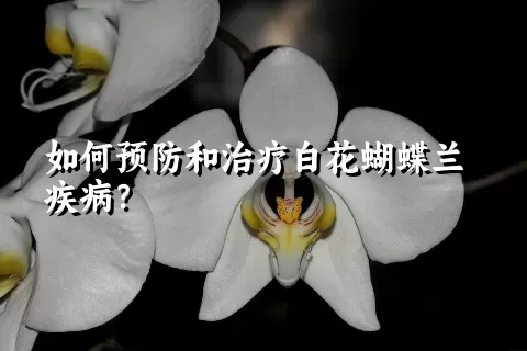 如何预防和治疗白花蝴蝶兰疾病？