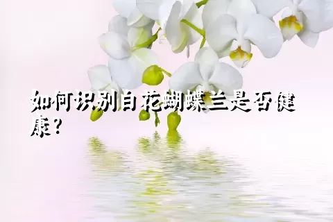 如何识别白花蝴蝶兰是否健康？