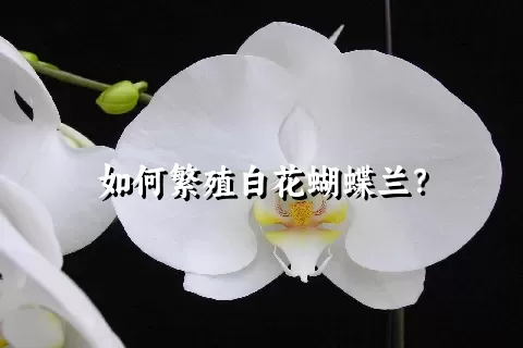 如何繁殖白花蝴蝶兰？