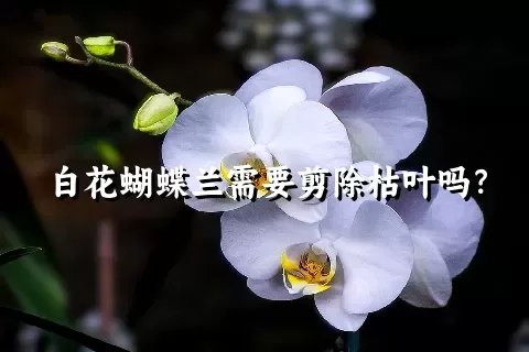 白花蝴蝶兰需要剪除枯叶吗？