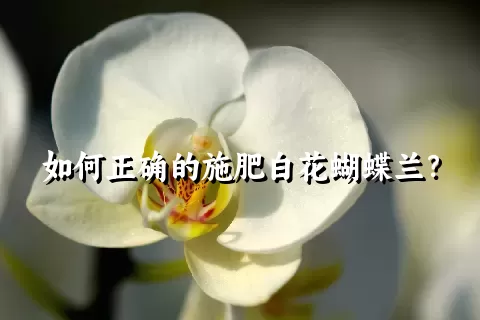 如何正确的施肥白花蝴蝶兰？