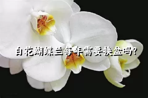 白花蝴蝶兰每年需要换盆吗？