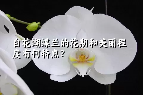 白花蝴蝶兰的花期和美丽程度有何特点？