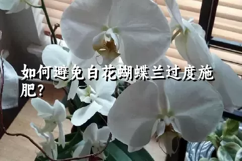 如何避免白花蝴蝶兰过度施肥？