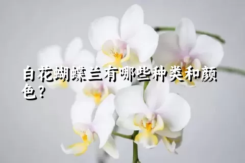 白花蝴蝶兰有哪些种类和颜色？