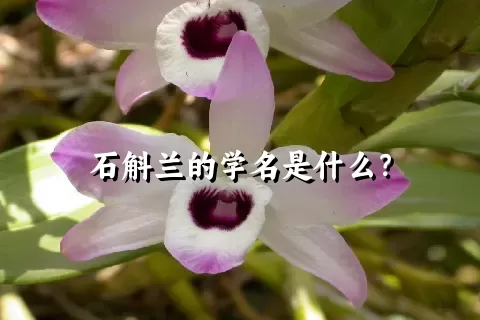 石斛兰的学名是什么？