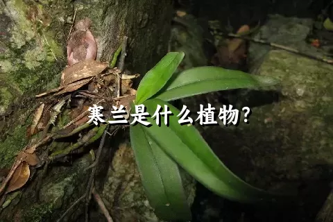 寒兰是什么植物？