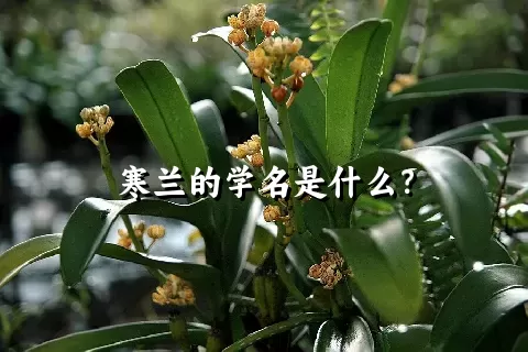 寒兰的学名是什么？