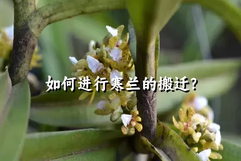 如何进行寒兰的搬迁？