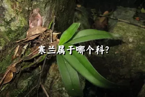 寒兰属于哪个科？