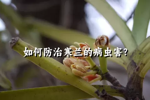 如何防治寒兰的病虫害？