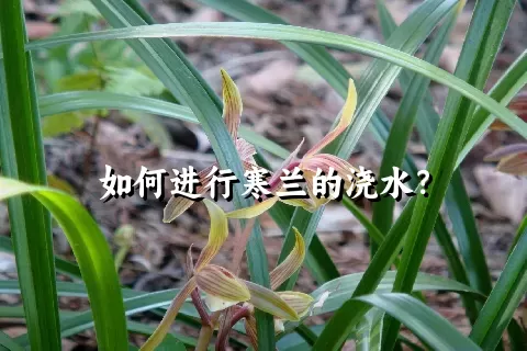 如何进行寒兰的浇水？