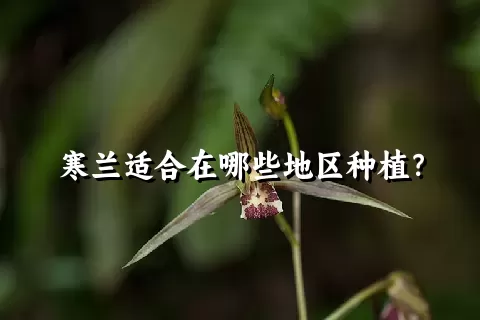 寒兰适合在哪些地区种植？