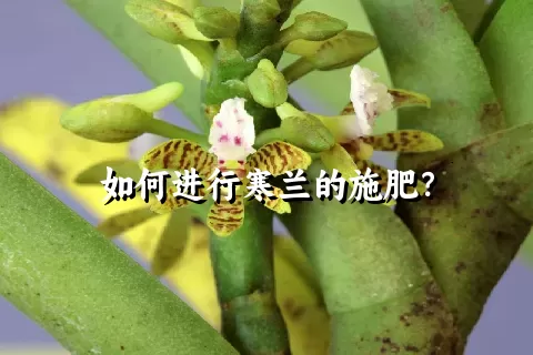 如何进行寒兰的施肥？