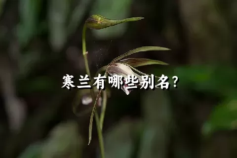 寒兰有哪些别名？