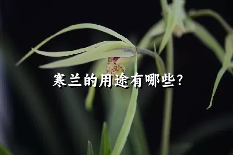 寒兰的用途有哪些？