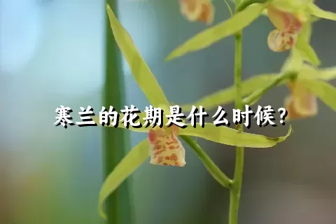 寒兰的花期是什么时候？